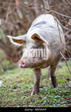 Portrait de gros cochon curieux gamme organiques libres se rapprocher de l'appareil photo, photo prise dans un jardin en Serbie Banque D'Images