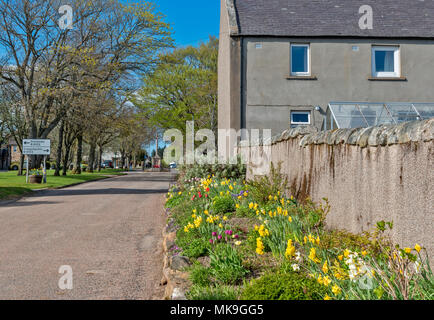 Mandeville MORAY ECOSSE LE CENTRE DU VILLAGE AU DÉBUT DU PRINTEMPS ET parterre de jonquilles, Tulipes et Banque D'Images