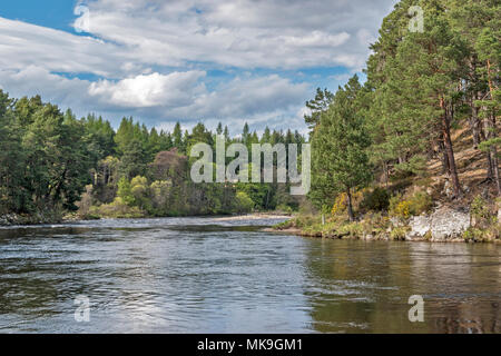 SPEYSIDE WAY RIVIÈRE SPEY SCOTLAND À TAMDHU AVEC LES FEUILLES DES ARBRES AU DÉBUT DU PRINTEMPS Banque D'Images