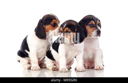 Trois magnifiques chiots beagle isolé sur fond blanc Banque D'Images