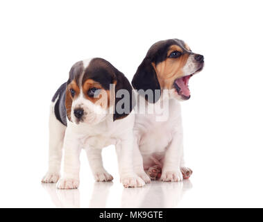 Deux magnifiques chiots beagle isolé sur fond blanc Banque D'Images