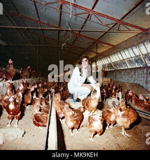 Anna Moffo, amerikanische Opernsängerin in einer Hühnerfarm, USA 1976. La chanteuse Anna Moffo opéra américain à un élevage de poulets, USA 1976. Banque D'Images