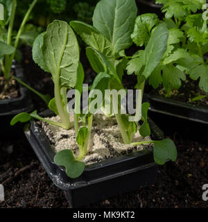 Jeunes pousses de pak choi ou pak choy plantés dans le sol dans le jardin Banque D'Images