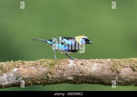 Golden-hooded tanager Tangara larvata perché sur adultes direction couvert de mousse, le Costa Rica Banque D'Images