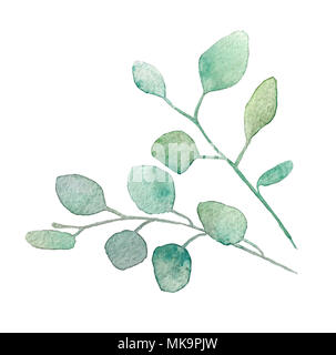 Aquarelle eucalyptus de dollar en argent avec des feuilles rondes et des branches. Éléments d'eucalyptus peint à la main. Illustration Floral isolé sur fond blanc Banque D'Images