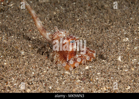 Le peu de sable armés poulpe, Amphioctopus arenicola, vit dans un petit trou sur un fond sablonneux, pas loin d'un récif et est endémique, Maui, Hawaii. Banque D'Images