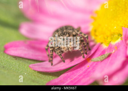 Macro d'une araignée sauteuse (femelle Aelurillus v-insignitus) sur une fleur rose vif à Surrey, UK Banque D'Images