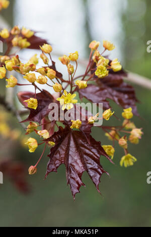 Acer platanoides 'Goldsworth Purple'. La floraison de l'arbre de l'érable de Norvège au printemps Banque D'Images