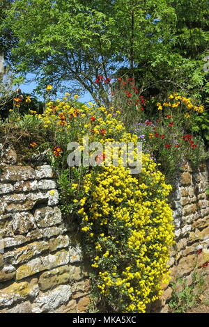 Cascade de couleur jaune des plantes de rocaille tumbling sur un mur de pierre par le côté de la route, dans un village du Northamptonshire Banque D'Images