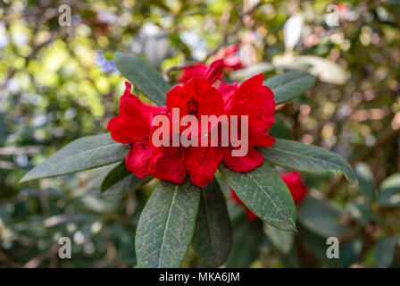 Fermes de fleurs rouges d'une variété de plantes de Taurus de Rhododendron rouge dans un jardin dans le sud de l'Angleterre au printemps (mai), Royaume-Uni Banque D'Images