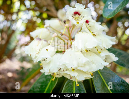 Fleur blanche préfabriquées d'un Rhododendron 'Fortune' (hybride de R. falconeri) un arbuste rustique au cours de mai à Exbury Gardens, Hampshire, Royaume-Uni Banque D'Images