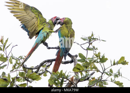 Grand ara vert Ara ambiguus couple d'oiseaux tout en interagissant perché en haut de l'arbre dans la pluie au Costa Rica Banque D'Images