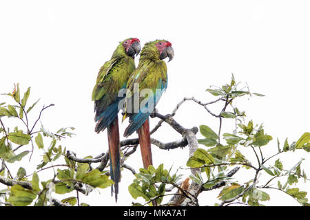 Grand ara vert Ara ambiguus couple d'oiseaux tout en interagissant perché en haut de l'arbre dans la pluie au Costa Rica Banque D'Images