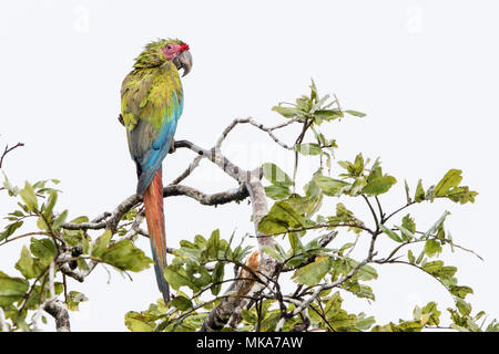 Grand ara vert Ara ambiguus seul oiseau perché en haut de l'arbre dans la pluie au Costa Rica Banque D'Images