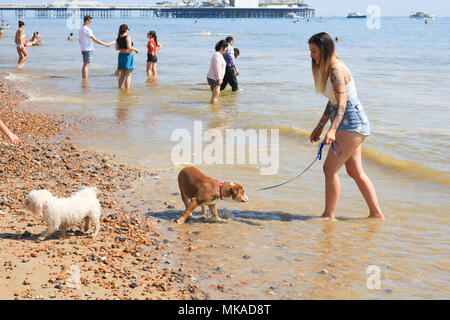 Brighton Sussex UK. 7 mai 2018. Une femme prend ses chiens pour se rafraîchir dans la mer comme les foules d'amateurs et les amoureux du soleil descendre sur la plage de Brighton pour profiter du soleil en maison de banque peut enregistrer les températures prévues pour cette période de l'année Crédit : amer ghazzal/Alamy Live News Banque D'Images