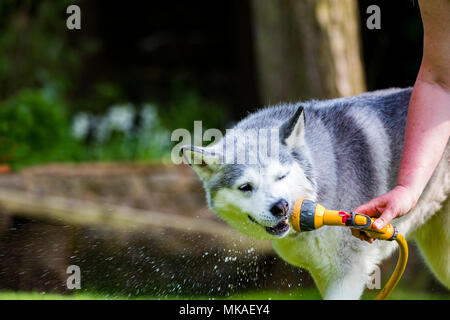 Un chien Husky Sibérien de vous rafraîchir sur une summers jours à partir de la chaleur avec la pulvérisation de l'eau d'un tuyau de jardin dans un jardin arrière Banque D'Images