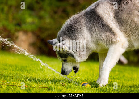 Un chien Husky Sibérien de vous rafraîchir sur une summers jours à partir de la chaleur avec la pulvérisation de l'eau d'un tuyau de jardin dans un jardin arrière Banque D'Images