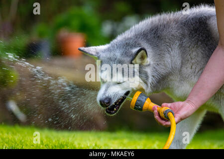 Un chien Husky Sibérien de vous rafraîchir sur une summers jours à partir de la chaleur avec la pulvérisation de l'eau d'un tuyau de jardin dans un jardin arrière Banque D'Images