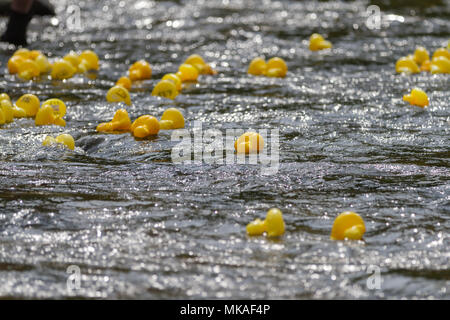 Richmond, North Yorkshire, UK. Lundi 7 mai, 2018. Organisé par Richmond Duck Club, la grande course de canards a lieu chaque année pour le premier Mai jour férié et voit 2500 canards en plastique embout dans la rivière Swale du pont vert d'où ils flottent en aval, sur les chutes d'eau de la ligne d'arrivée à l'Batts près de la gare pont. Crédit : Andrew Nicholson/Alamy Live News Banque D'Images