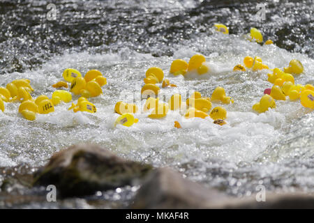 Richmond, North Yorkshire, UK. Lundi 7 mai, 2018. Organisé par Richmond Duck Club, la grande course de canards a lieu chaque année pour le premier Mai jour férié et voit 2500 canards en plastique embout dans la rivière Swale du pont vert d'où ils flottent en aval, sur les chutes d'eau de la ligne d'arrivée à l'Batts près de la gare pont. Crédit : Andrew Nicholson/Alamy Live News Banque D'Images