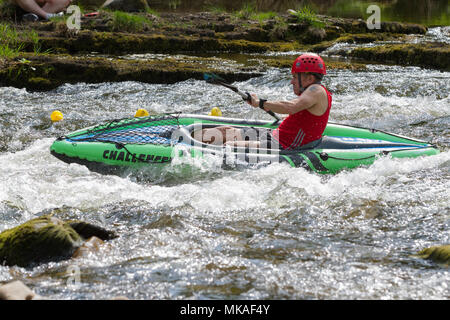 Richmond, North Yorkshire, UK. Lundi 7 mai, 2018. Organisé par Richmond Duck Club, la grande course de canards a lieu chaque année pour le premier Mai jour férié et voit 2500 canards en plastique embout dans la rivière Swale du pont vert d'où ils flottent en aval, sur les chutes d'eau de la ligne d'arrivée à l'Batts près de la gare pont. Crédit : Andrew Nicholson/Alamy Live News Banque D'Images