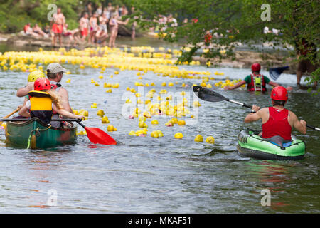 Richmond, North Yorkshire, UK. Lundi 7 mai, 2018. Organisé par Richmond Duck Club, la grande course de canards a lieu chaque année pour le premier Mai jour férié et voit 2500 canards en plastique embout dans la rivière Swale du pont vert d'où ils flottent en aval, sur les chutes d'eau de la ligne d'arrivée à l'Batts près de la gare pont. Crédit : Andrew Nicholson/Alamy Live News Banque D'Images