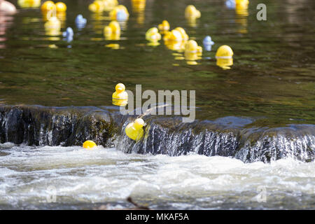 Richmond, North Yorkshire, UK. Lundi 7 mai, 2018. Organisé par Richmond Duck Club, la grande course de canards a lieu chaque année pour le premier Mai jour férié et voit 2500 canards en plastique embout dans la rivière Swale du pont vert d'où ils flottent en aval, sur les chutes d'eau de la ligne d'arrivée à l'Batts près de la gare pont. Crédit : Andrew Nicholson/Alamy Live News Banque D'Images