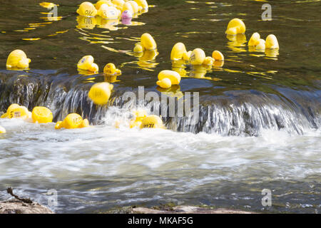 Richmond, North Yorkshire, UK. Lundi 7 mai, 2018. Organisé par Richmond Duck Club, la grande course de canards a lieu chaque année pour le premier Mai jour férié et voit 2500 canards en plastique embout dans la rivière Swale du pont vert d'où ils flottent en aval, sur les chutes d'eau de la ligne d'arrivée à l'Batts près de la gare pont. Crédit : Andrew Nicholson/Alamy Live News Banque D'Images