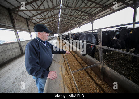 (180508) -- Atlantique, 8 mai 2018 (Xinhua) -- Loi Agriculteur Pellett inspecte les bovins élevés dans sa ferme dans la région atlantique de l'Iowa, aux États-Unis, le 2 mai 2018. Le projet de loi 6 mm et l'alimentation est d'environ 900 têtes de bétail dans sa ferme tout en développant des centaines d'acres de maïs et de soja dans l'état du Midwest. Un voyage en Chine en février a renforcé sa confiance en vendant plus de sa ferme's premier boeuf pour les clients chinois. Durant son séjour d'une semaine en Chine, 6 mm s'est entretenu avec des représentants de sept à 10 entreprises différentes qui ont des plans pour l'importation de bœuf américain. Conscient des autres préoccupations des agriculteurs Banque D'Images