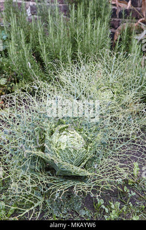 Jardin potager choux endommagé et mangées par les chenilles et les larves de papillon blanc du chou peut être contrôlé par le contrôle biologique usi Banque D'Images