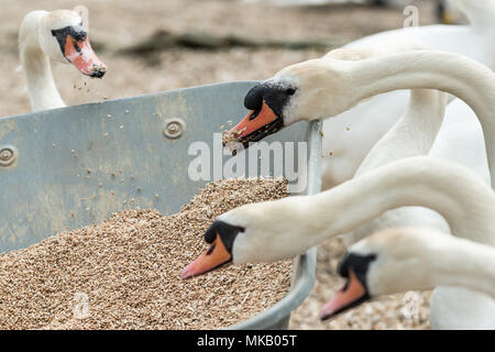 Abbotsbury Swannery dans le Dorset, UK. Banque D'Images