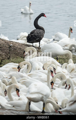 Abbotsbury Swannery dans le Dorset, UK. Banque D'Images