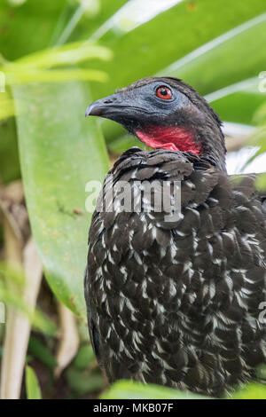 Crested guan Penelope purpurascens perché adultes en arbre en forêt tropicale, Costa Rica Banque D'Images