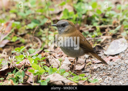 À bec noir-nighitngale sdults stsanding Thrush Catharus gracilirostris sur terrain au Costa Rica Banque D'Images