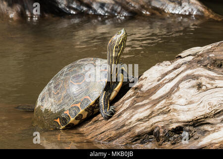 Curseur étang Trachemys scripta hot reposant sur le roc en rivière, Costa Rica Banque D'Images