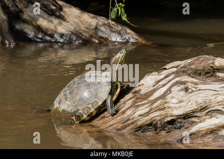 Curseur étang Trachemys scripta hot reposant sur le roc en rivière, Costa Rica Banque D'Images