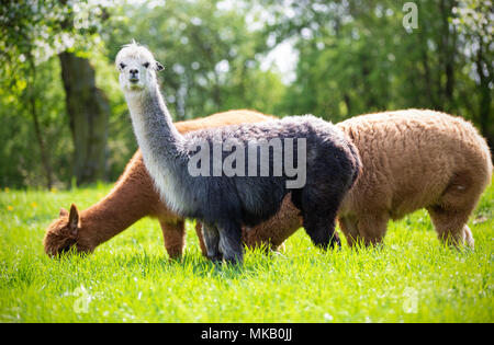 Les alpagas en mangeant de l'herbe, les mammifères d'Amérique du Sud Banque D'Images