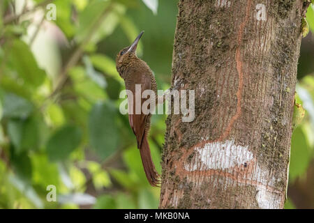 Northern Barred grimpar nasican Dendrocolaptes adultes sanctithomae perché sur tronc d'arbre, Costa Rica Banque D'Images