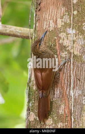 Northern Barred grimpar nasican Dendrocolaptes adultes sanctithomae perché sur tronc d'arbre, Costa Rica Banque D'Images