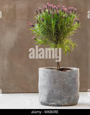 Une belle lavande française arbre (Lavandula stoechas subsp. walkeri 'Willow Vale') avec le rose à fleurs violettes dans un joli pot en pierre-comme. Banque D'Images