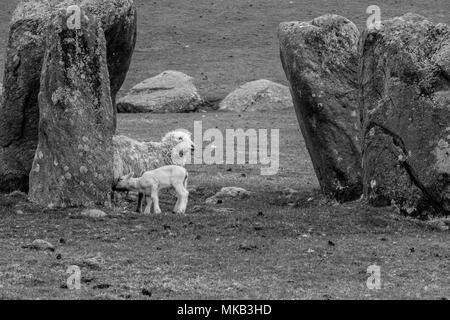 Swinside Stone Circle, près de Pont Duddon, Lake District, Cumbria Banque D'Images