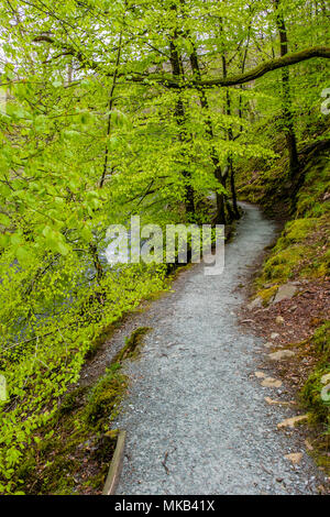 Un chemin à travers les arbres le long de la rivière, le Rothay entre Rydal Water et Grasmere, près de Ambleside, Lake District, Cumbria Banque D'Images