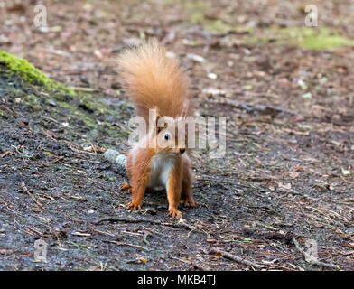 L'Écureuil roux sur le sol dans les bois sur l'île de Brownsea. Banque D'Images