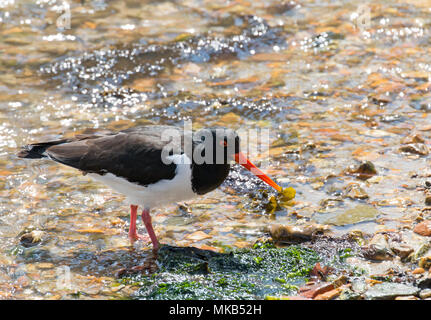 Huîtrier pie en eau peu profonde sur la mer. Banque D'Images