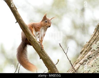 L'Écureuil roux à la recherche vers le bas à partir de la branche d'arbre sur l'île de Brownsea. Banque D'Images