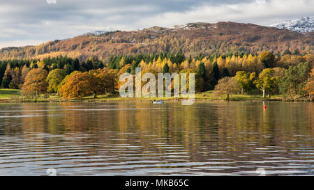 Les arbres forestiers afficher couleurs d'automne sur la rive du lac Winderemere, dans les montagnes enneigées de Langdale, à Ambleside en Angleterre's Lake Dist Banque D'Images