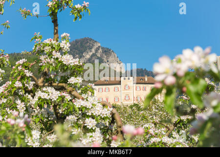 Fleur d'arbre de pomme. Pommeraies au printemps dans la campagne Val di non - Trentin Haut-Adige, nord de l'Italie. Château de Thun Trentin-haut-adige Banque D'Images