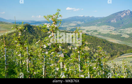 Fleur de pommier. Les vergers au printemps dans la campagne de Non Valley (Val di non), Trentin Haut Adige, Italie du nord. Paysage de printemps Banque D'Images