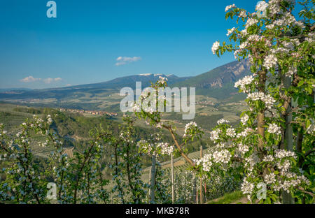 Fleur de pommier. Les vergers au printemps dans la campagne de Non Valley (Val di non), Trentin Haut Adige, Italie du nord. Paysage de printemps Banque D'Images