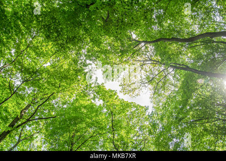 Vert feuilles arbres low angle view Banque D'Images